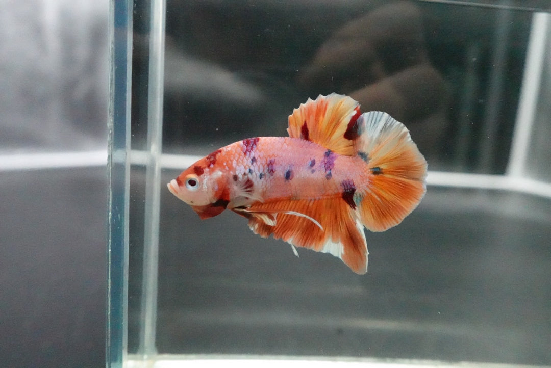 Rare Giant Multicolors Betta Fish