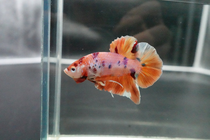 Rare Giant Multicolors Betta Fish