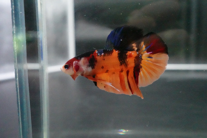 Rare Giant Multicolors Betta Fish