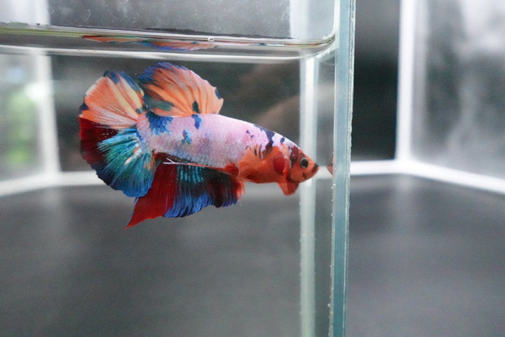 Rare Giant Multicolors Betta Fish