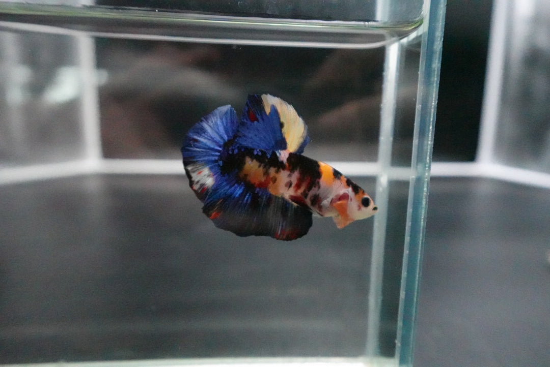 Rare Giant Multicolors Betta Fish