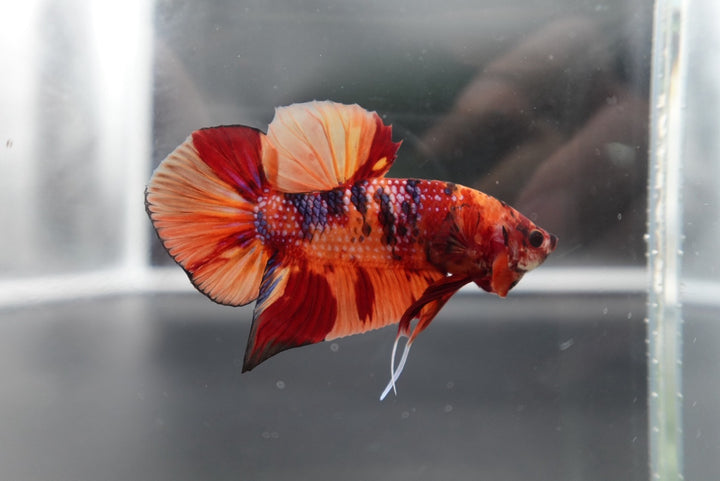 Rare Giant Multicolors Betta Fish
