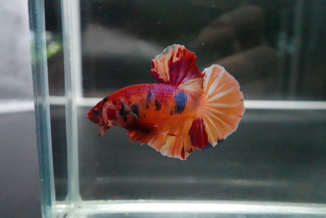 Rare Giant Multicolors Betta Fish