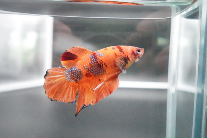 Rare Giant Multicolors Betta Fish
