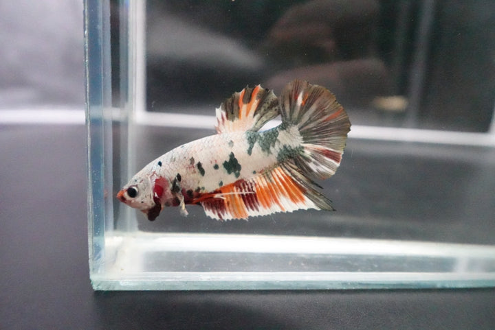 Rare Giant Multicolors Betta Fish