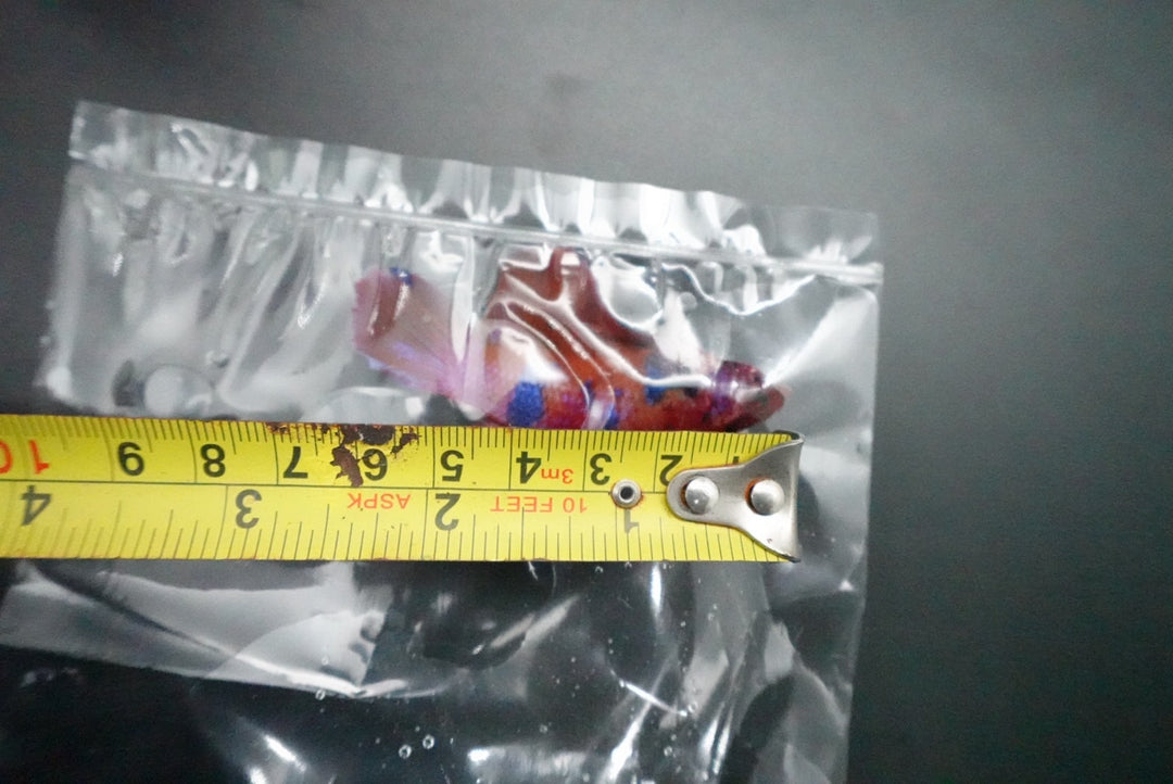 Rare Giant Multicolors Betta Fish