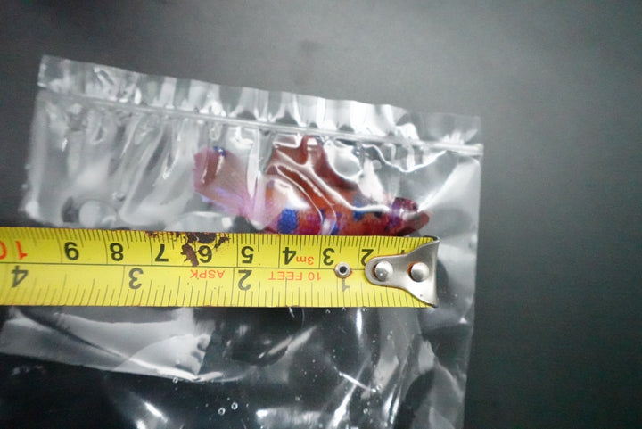 Rare Giant Multicolors Betta Fish