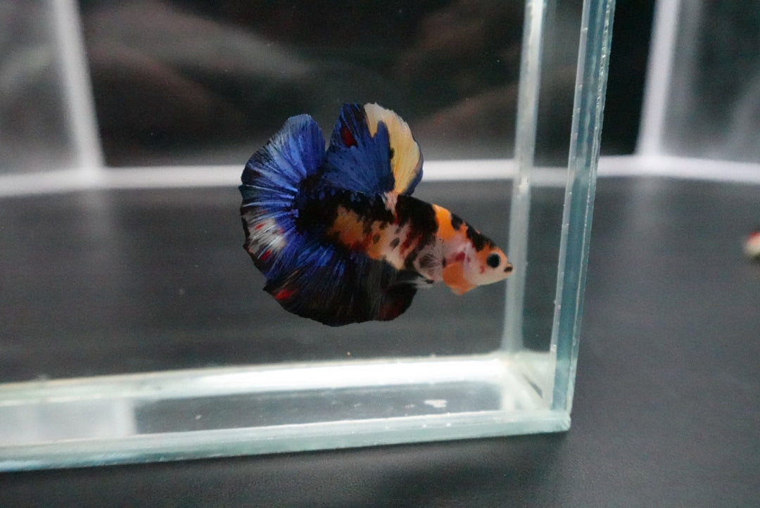 Rare Giant Multicolors Betta Fish