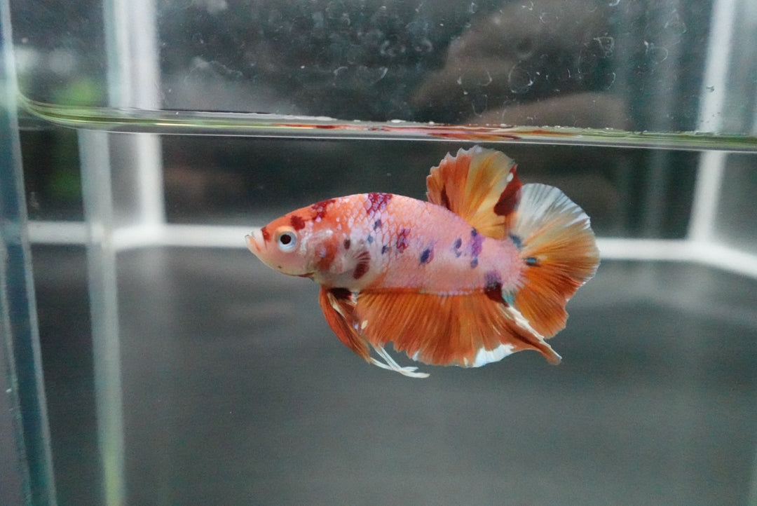 Rare Giant Multicolors Betta Fish
