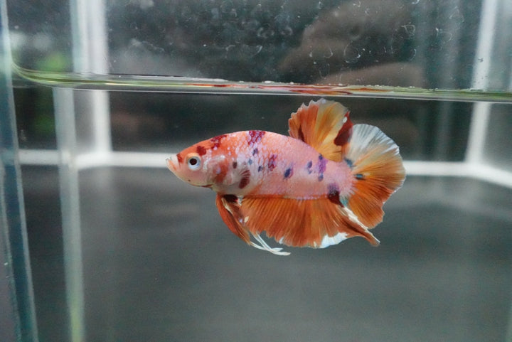 Rare Giant Multicolors Betta Fish