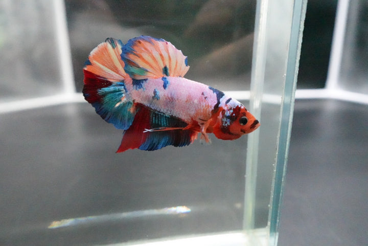 Rare Giant Multicolors Betta Fish