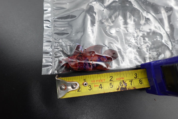 Rare Giant Multicolors Betta Fish