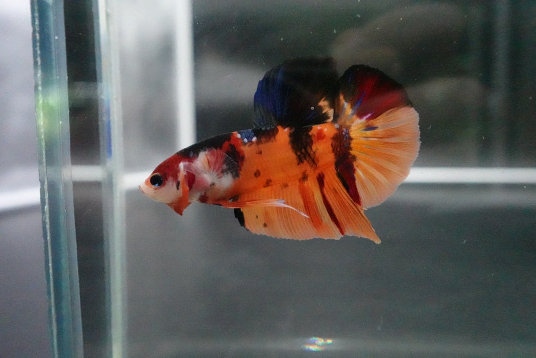 Rare Giant Multicolors Betta Fish