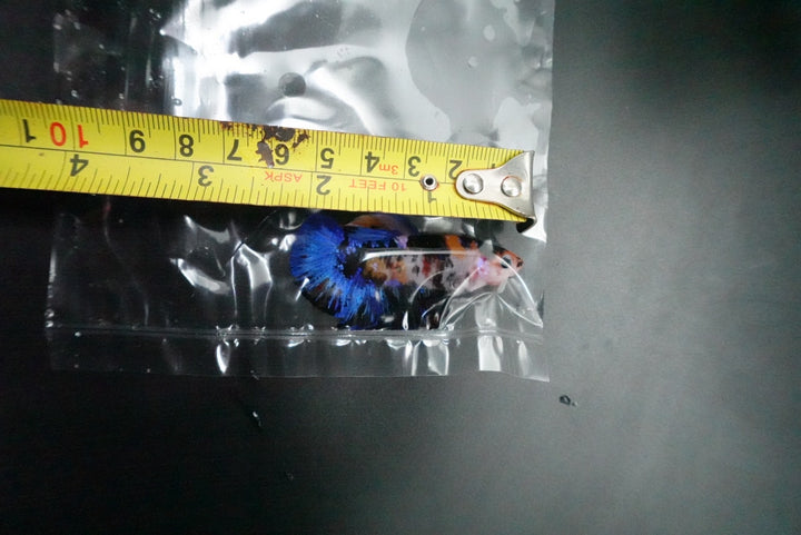 Rare Giant Multicolors Betta Fish