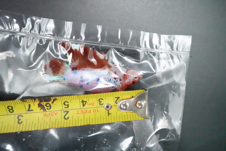 Rare Giant Multicolors Betta Fish