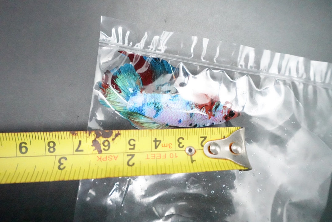 Rare Giant Multicolors Betta Fish