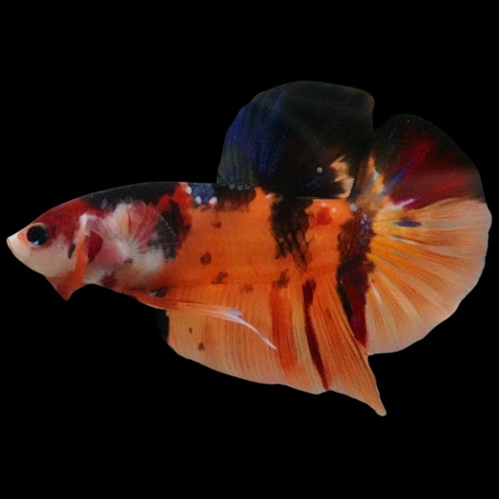 Rare Giant Multicolors Betta Fish