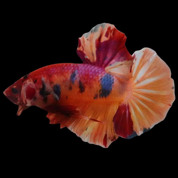 Rare Giant Multicolors Betta Fish