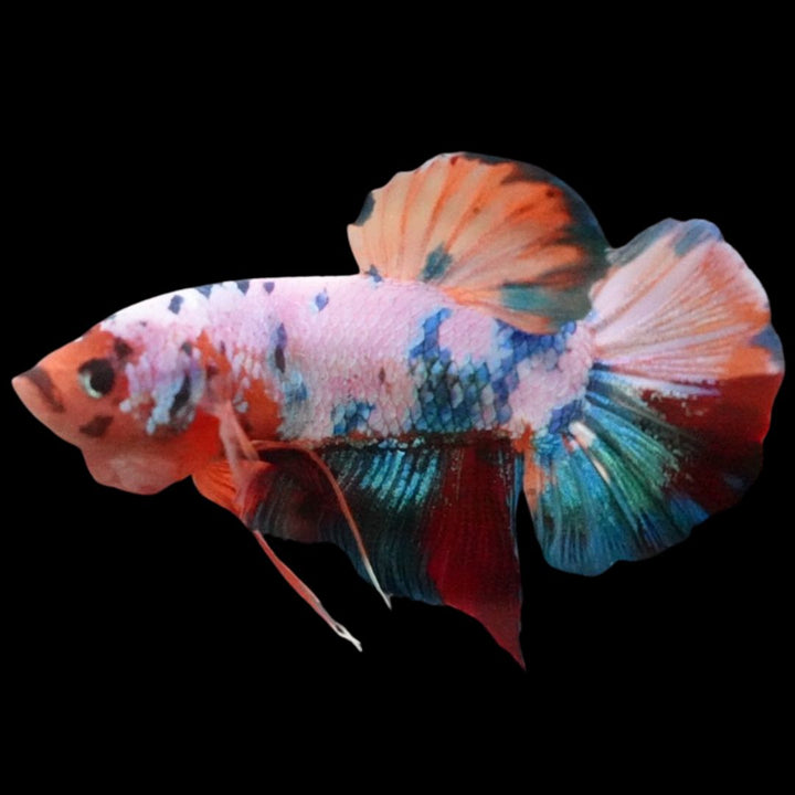 Rare Giant Multicolors Betta Fish
