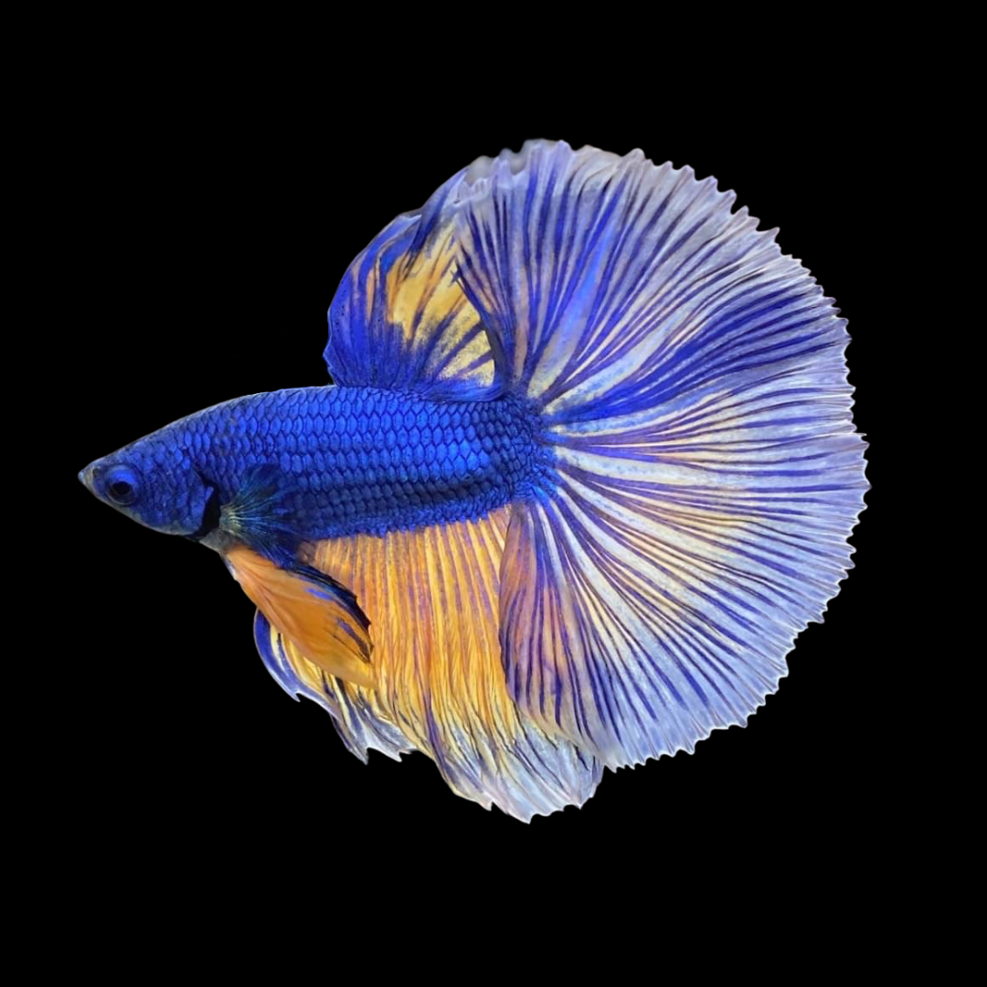 Blue mustard betta deals care