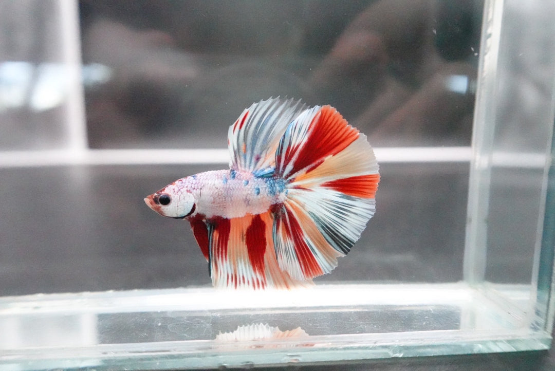 Rare Halfmoon Multicolors Betta Fish