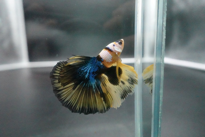 Rare Halfmoon Multicolors Betta Fish