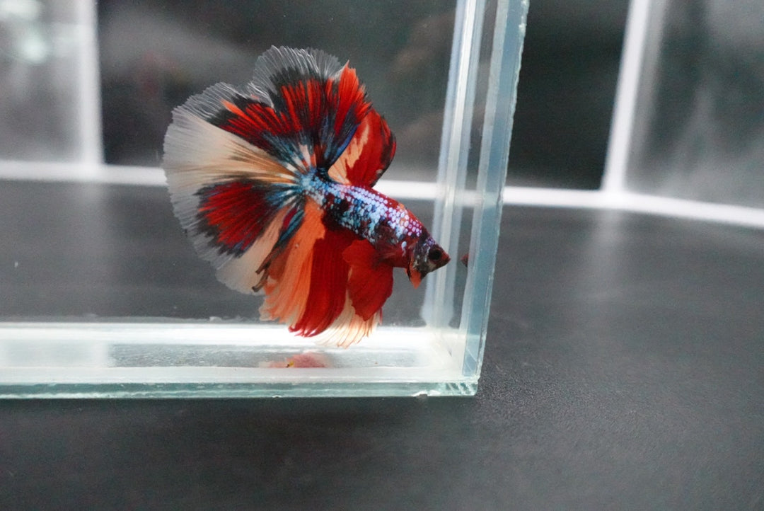 Rare Halfmoon Multicolors Betta Fish