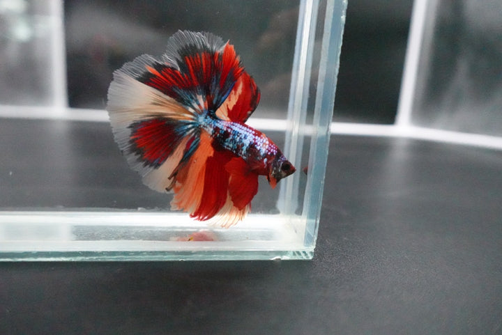 Rare Halfmoon Multicolors Betta Fish