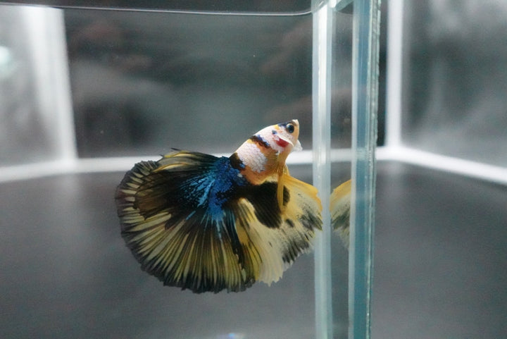 Rare Halfmoon Multicolors Betta Fish