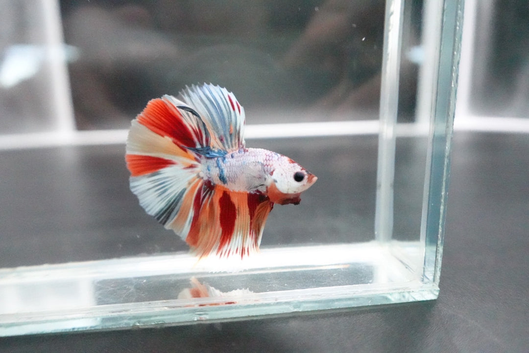 Rare Halfmoon Multicolors Betta Fish