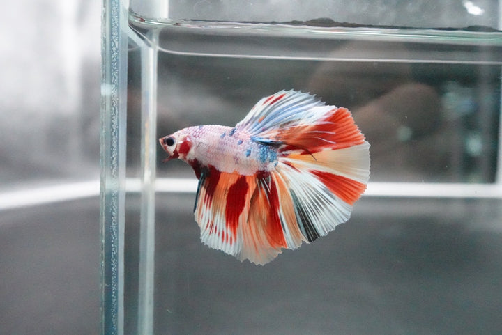 Rare Halfmoon Multicolors Betta Fish