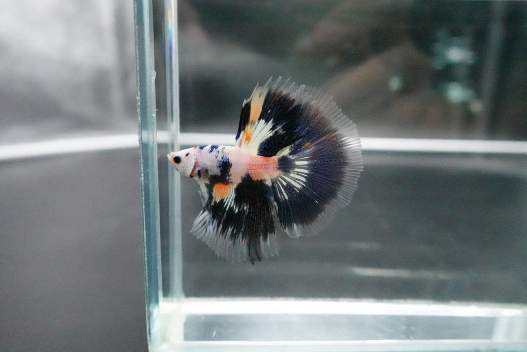 Rare Halfmoon Multicolors Betta Fish