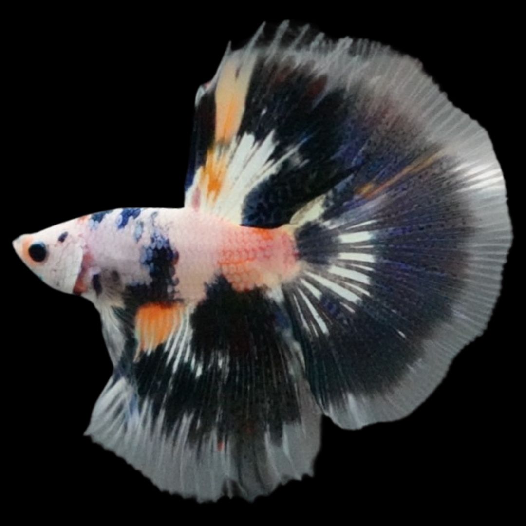 Rare Halfmoon Multicolors Betta Fish