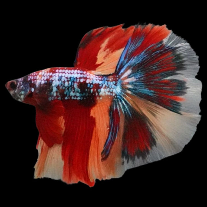 Rare Halfmoon Multicolors Betta Fish
