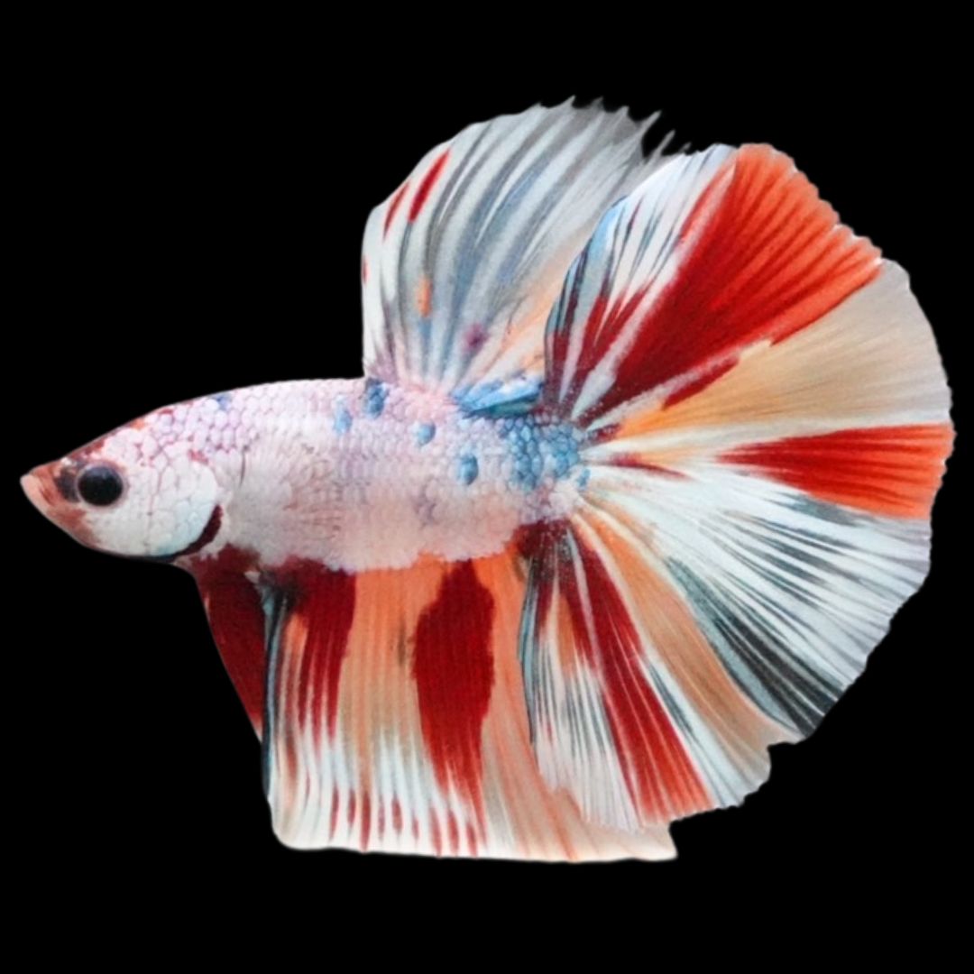 Rare Halfmoon Multicolors Betta Fish