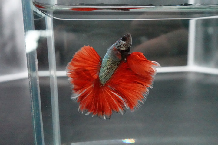 Rare Halfmoon Red Copper Rose Tail Betta Fish