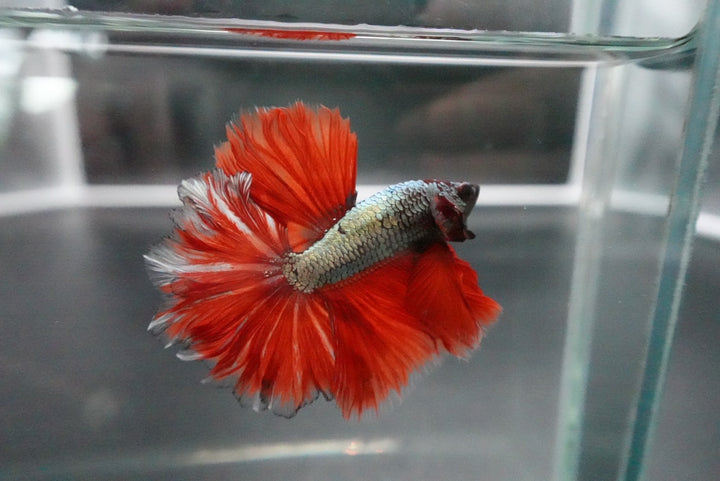 Rare Halfmoon Red Copper Rose Tail Betta Fish