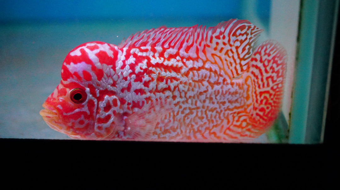 Rare Kamfa Golden Base Flowerhorn 3.5 inch