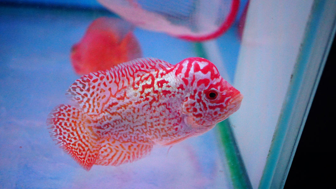 Rare Kamfa Golden Base Flowerhorn 3.5 inch