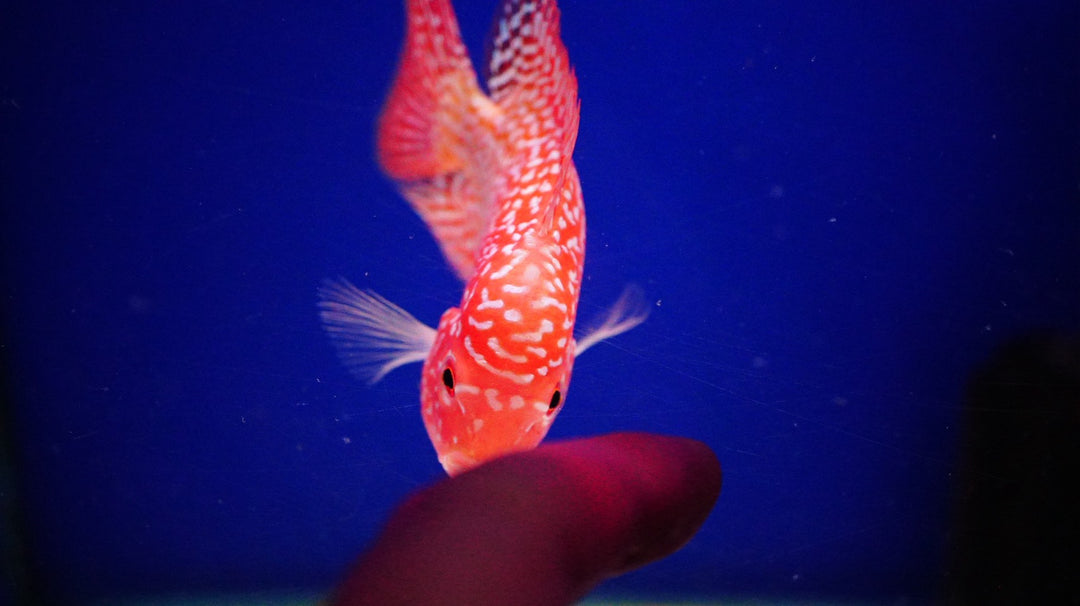 Rare Kamfa Golden Base Flowerhorn 3.5 inch
