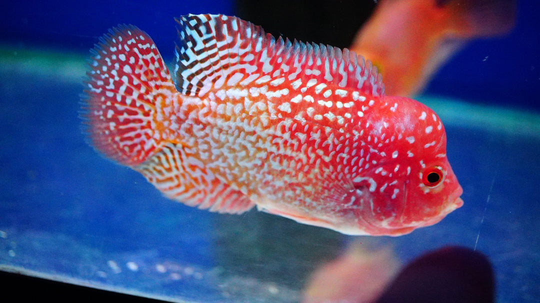 Rare Kamfa Golden Base Flowerhorn 3.5 inch