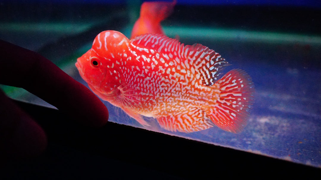 Rare Kamfa Golden Base Flowerhorn 3.5 inch