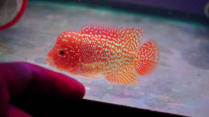 Rare Kamfa Golden Base Flowerhorn 3.5 inch