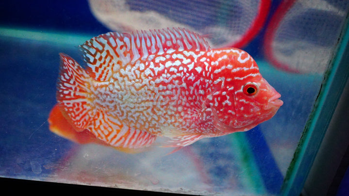 Rare Kamfa Golden Base Flowerhorn 3.5 inch