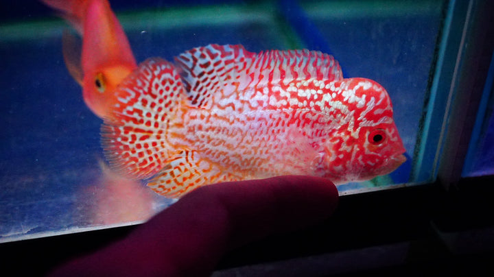 Rare Kamfa Golden Base Flowerhorn 3.5 inch