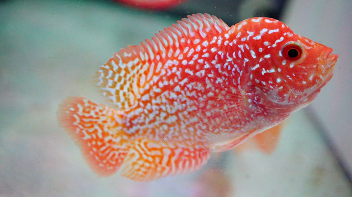Rare Kamfa Golden Base Flowerhorn 3.5 inch