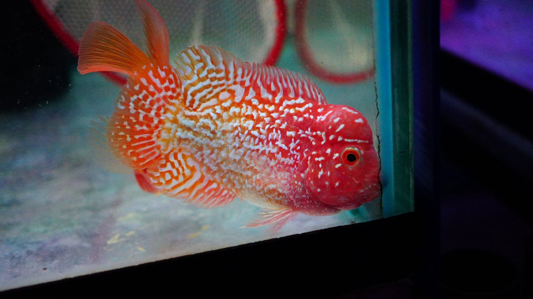 Rare Kamfa Golden Base Flowerhorn 3.5 inch