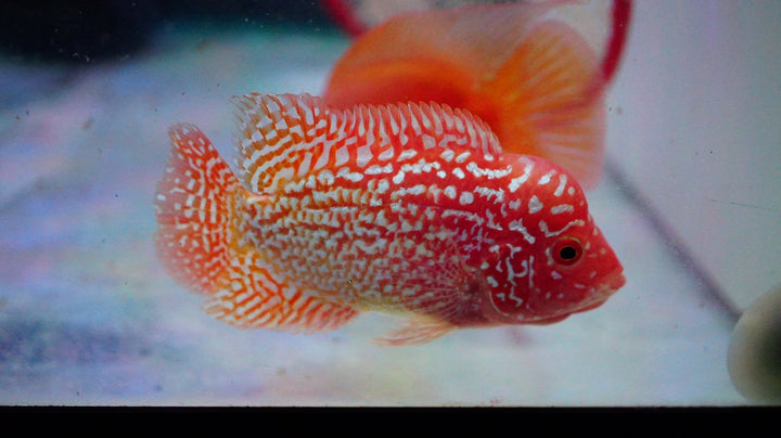 Rare Kamfa Golden Base Flowerhorn 3.5 inch