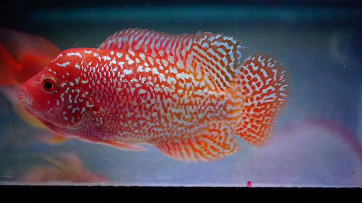 Rare Kamfa Golden Base Flowerhorn 3.5 inch