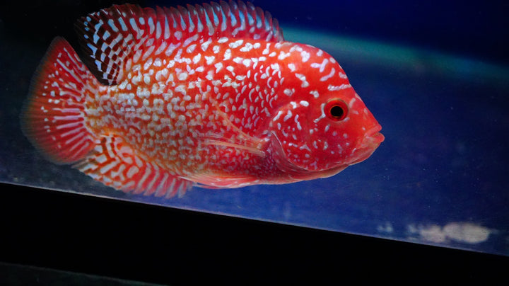 Rare Kamfa Golden Base Flowerhorn 3.5 inch